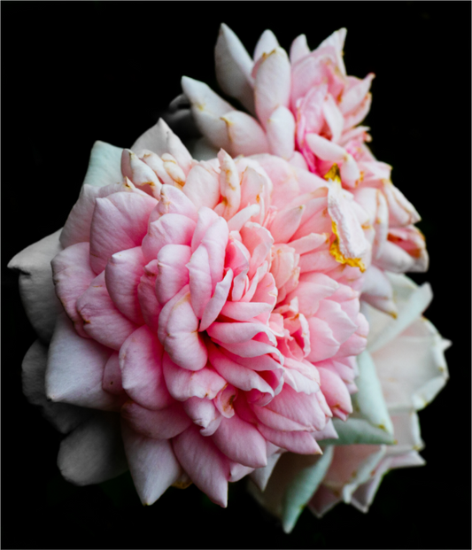 Main image The Spring Flower collection-7