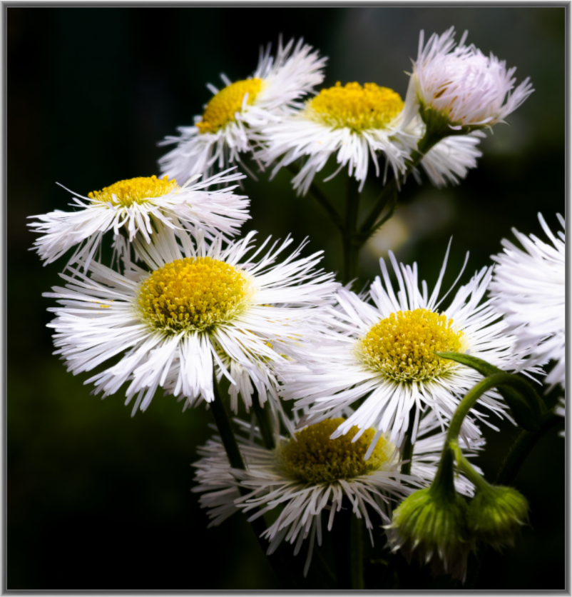 Main image Blooming in spring Print Under Acrylic Glass