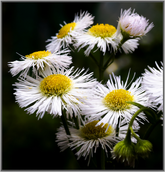 Main image Blooming in spring Print Under Acrylic Glass