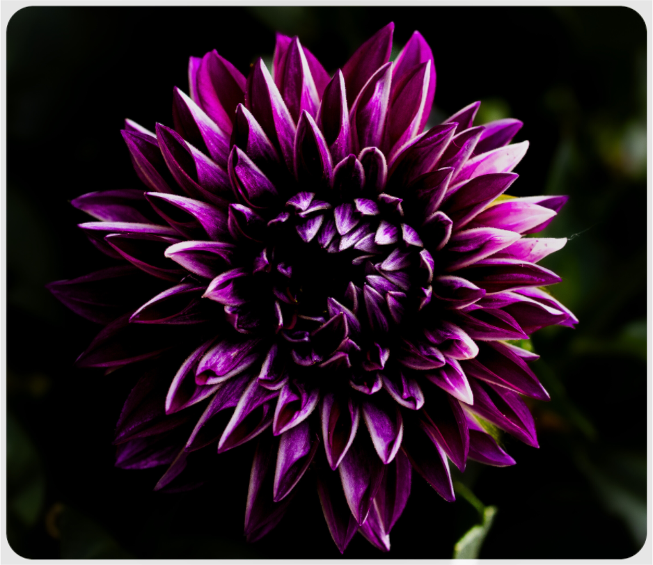 Main image The spring flower collection-8