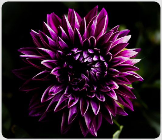 Main image The spring flower collection-8
