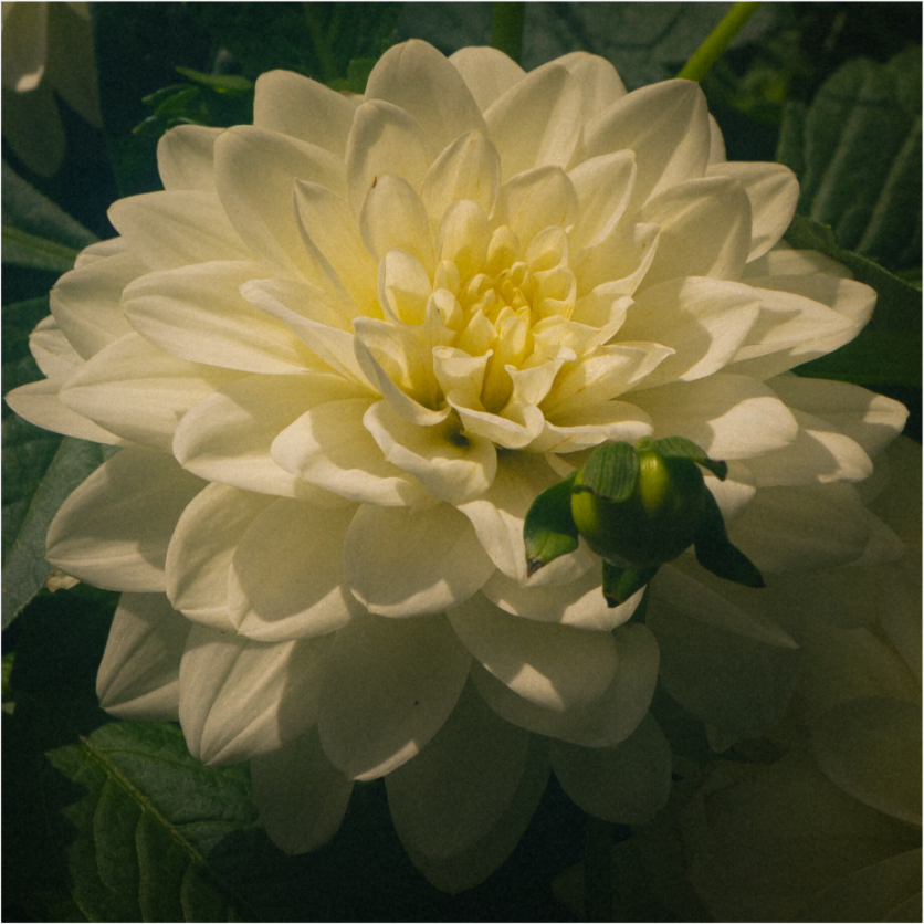 Main image The spring flower collection-3 Under acrylic glass