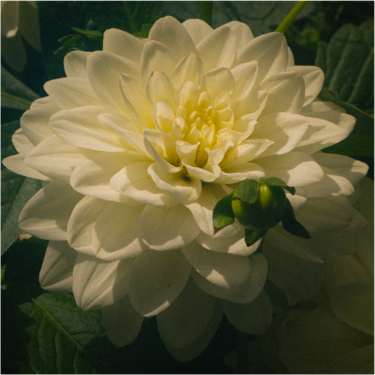 Main image The spring flower collection-3 Under acrylic glass