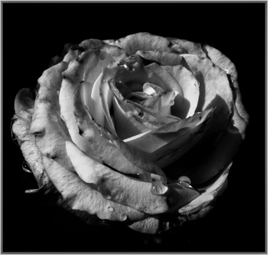 Main image The Spring Flower collection-1 Print Under Acrylic Glass