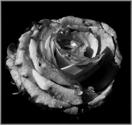 Main image The Spring Flower collection-1 Print Under Acrylic Glass