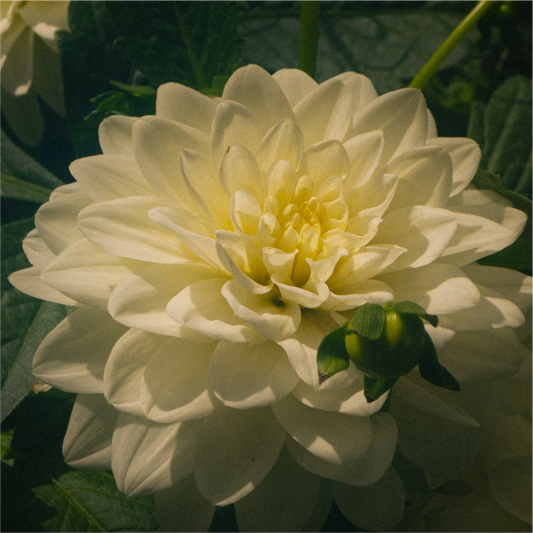 Main image The spring flower collection-3