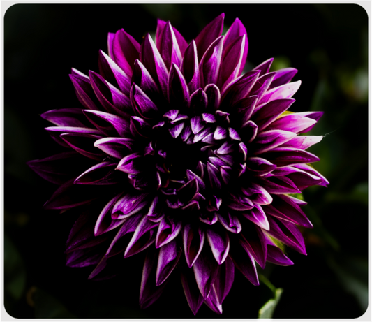 Main image The spring flower collection-8 Under acrylic glass