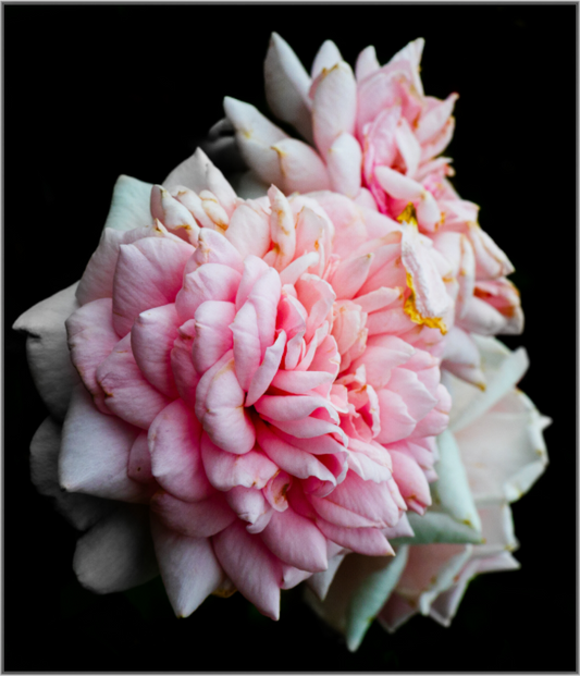 Main image The Spring Flower collection-7 Print Under Acrylic Glass