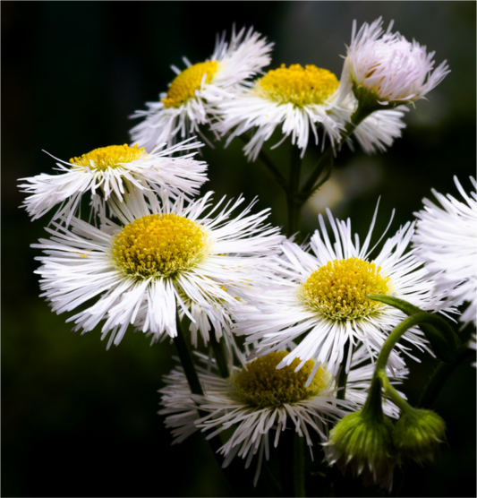 Main image Blooming in spring